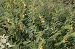 Partridge pea